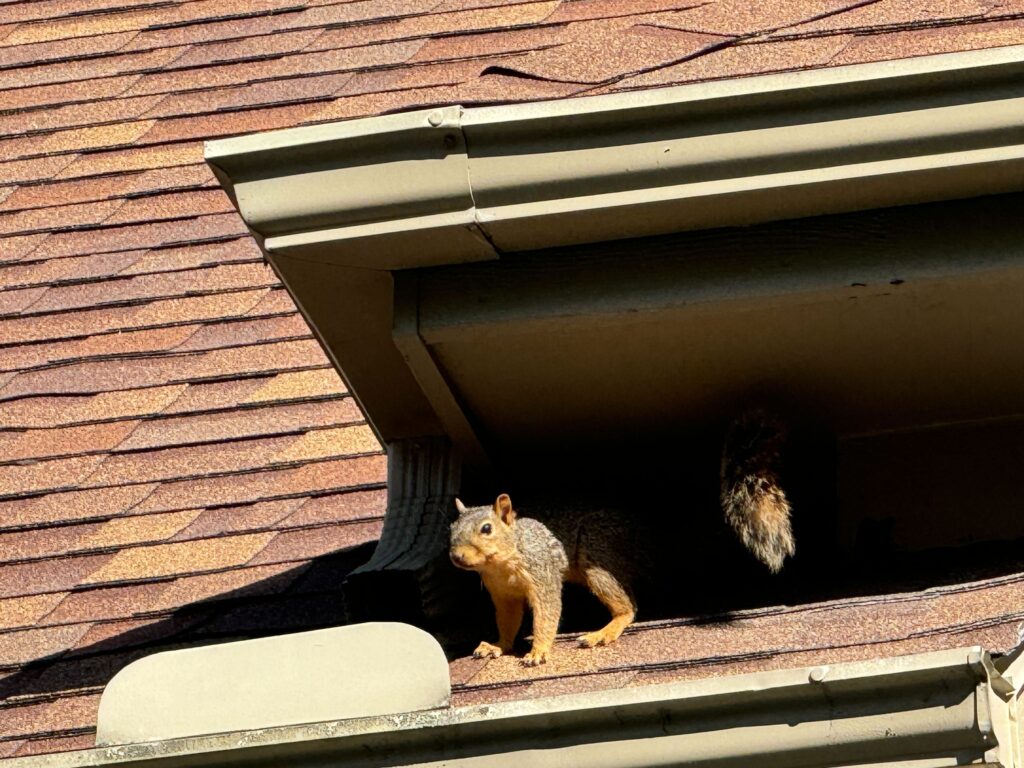 Command Wildlife Control